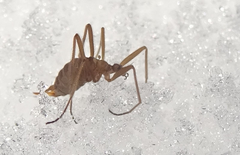 Maschio e femmina di Chionea sp. (Limoniidae)